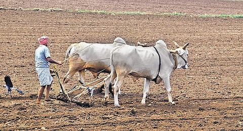 A farmer ploughing his land at Guduru for Kharif season.