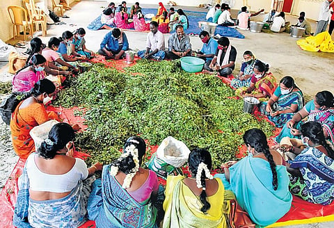 Preparation of Anandaiah’s concoctions underway at Thondavada in Chittoor on Monday;  (below) MLA Chevireddy Bhaskar Reddy with the ‘medicines’ I Madhav K