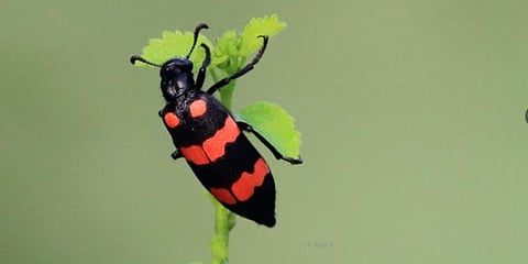 A dark-coloured blister beetle suggesting its predatory nature and toxicity. (Photo | @R_Ajay_)