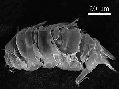 Newly discovered species of water bear named after Kerala
