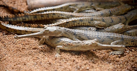 Newly hatched gharials (File Photo | Express)