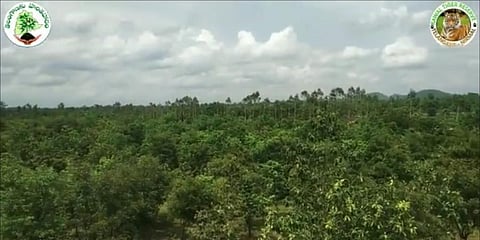 A view of the green cover that Telangana forest officials grew in the  in the core area of the Kawal Tiger Reserve. (Photo | Twitter Screengrab, @ErikSolheim)