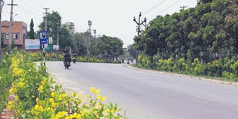 Multi-Layer Avenue Plantations, taken up on a pilot basis in GHMC and HMDA limits, will be taken up in ULBs all across Telangana. (Photo| EPS)