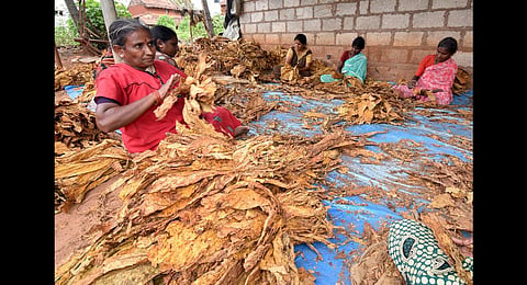 Labourers grading the tobacco leaves. (File Photo | Udayshankar S, EPS)