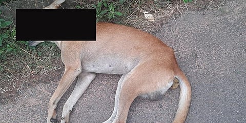 A community dog was shot dead by a miscreant in Mangaluru. 