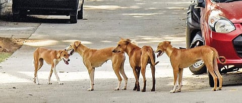 Representational Image. (Photo | EPS)