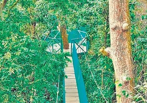 First canopy walk in India opens in Kali Tiger Reserve