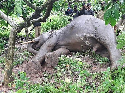 The carcass was found inside the estate owned by Ponnamma in Dhanugala village in Virajpet taluk. (Photo | EPS)