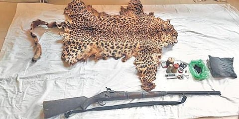 Leopard Skin