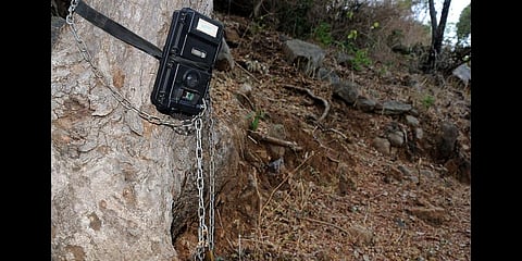 At least 8 camera traps  installed at Veeranahosahalli, Anechowkuru and other buffer zones of Nagarahole, were lifted,which came to the notice of officials when they went to collect the chip.