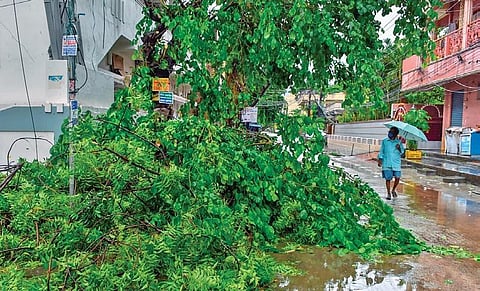 An uprooted tree in Srinagar Colony on Thursday. (Photo I EPS/Prasant Madugula)