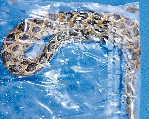 Russell’s viper that bit the boy