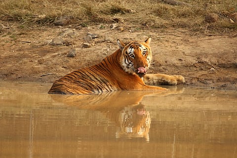 Corbett Tiger Reserve in Uttarakhand has 14 tigers per 100 square kilometers which is highest in India. (Photo | Express)