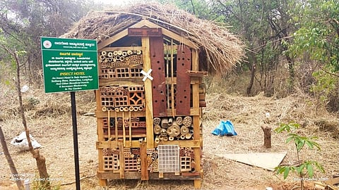 These spacious and light-controlled spaces have become a safe haven for insects to roost and breed. (Photo | Express)