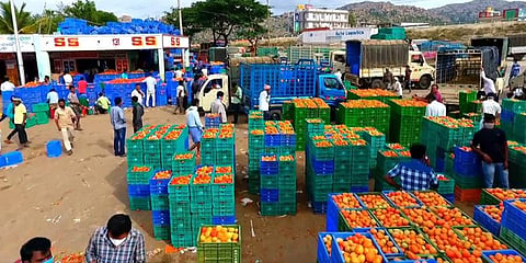 Carton-loads of tomatoes being stacked at the APMC Yard in Kolar. (Photo | EPS)