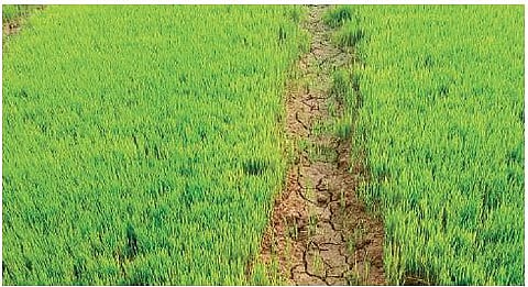 Cracks on a farmland due to deficit rainfall in Mayurbhanj’s Sukruli block | Express