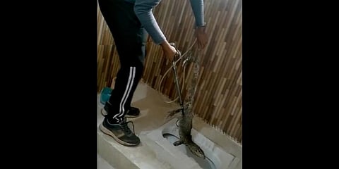 The reptile, a protected species, has been released into a safe location on the city's outskirts.