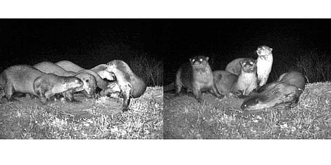Smooth-coated otters spotted at Kondakarla Ava lake in Vizag 