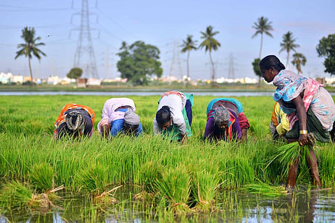 The farmers registry provides an authenticated, verified database of farmers, enabling accurate beneficiary identification for schemes such as PM-KISAN, CM-KISAN and crop insurance. 