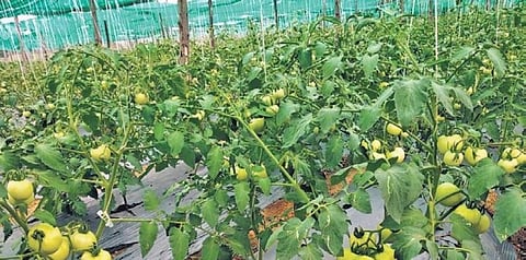 A vegetable garden in Chinnamandadi village of Wanaparthy district. (Photo | Express)