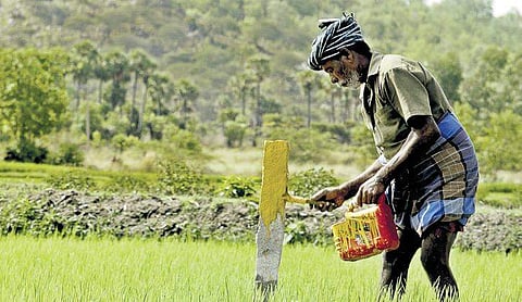 A worker giving finishing touches to a marker stone placed in middle of an agricultural field during land survey. Representational image.