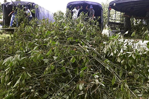 Officers gather illegally-grown kratom plants in Phang Nha province, Thailand.  (Photo | AP)