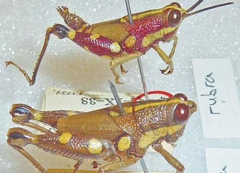 The ‘Mopla’ grasshopper specimens collected by British entomologist  G M Henry kept at the Natural History Museum in London