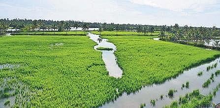 As Pokkali farms are flourishing across Goshree islands, a drive through container road has become a routine for Kochiites after the easing of lockdown restrictions. | Albin Mathew