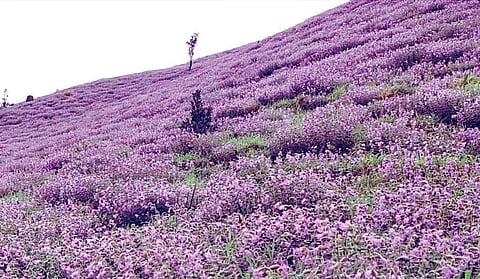 Neelakurunji flowers bloom at a hillock  in Kodagu district | forest department