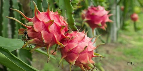 The brightly-coloured giant fruits can remind you of lotus petals or the scales of the Chinese mythical creature. Hence it is known by the names Dragon fruit or 'Kamalam'. (Photo | Nandalal, Online Desk)
