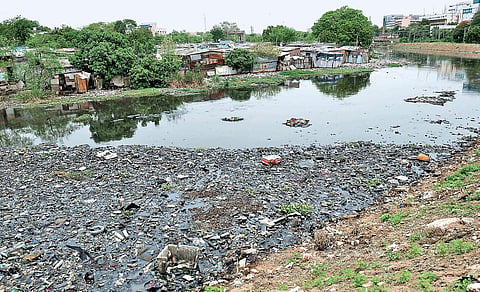 Cooum river (Photo | D Sampathkumar)
