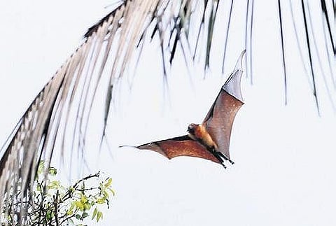 The Nipah infection — reported in 2018 and 2019 — resurfaced in Kerala.