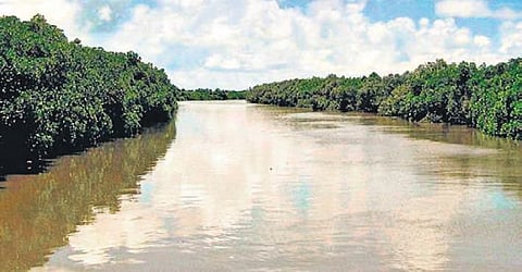 The freshwater Indian Peacock softshell turtle was rescued from Brahmani river near Bhitarkanika National Park (File photo| EPS)