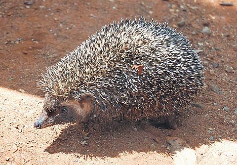 Poaching of Madras hedgehogs for ‘medicine’ raises alarm