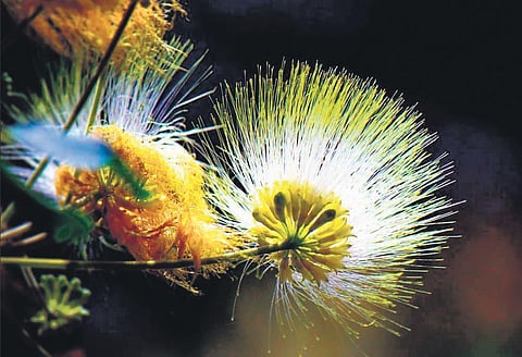 Vaagai