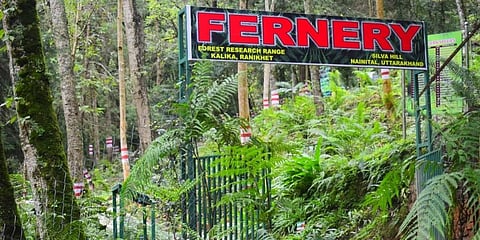 Sprawling over an area of 4 acres, Ranikhet provides an ideal location for developing open-air fernery. (Photo | EPS)