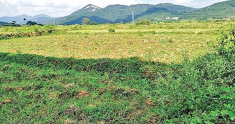 An agriculture land (File Photo | Express)