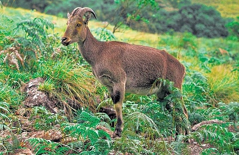 On a Tahr trail