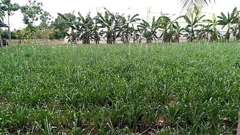 farming