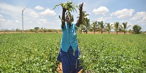 Poor marketing, sales hit organic farmers 