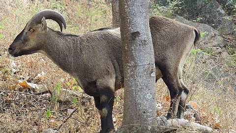 State Animal of Tamil Nadu 'The Nilgiri tahr' 