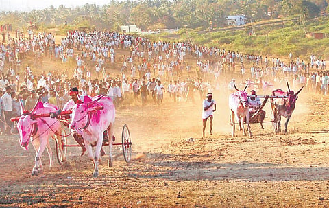 The Kobri Hori bullock cart race is a popular sport in parts of North Karnataka  | d hemanth