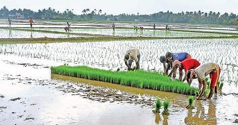 Sow some green!