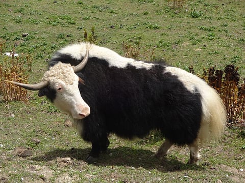 India has around 58,000 yaks, found on the heights of Arunachal, Sikkim, Himachal Pradesh and Ladakh (Photo | Special arrangement)