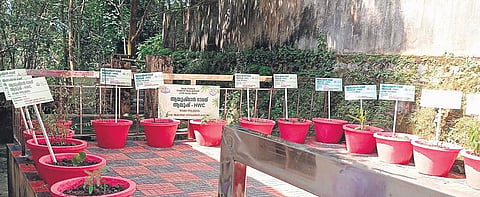 Medicinal garden set up at the Ayush Health and Wellness Centre at Kattakada