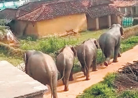 Elephant herd that has been wreaking havoc in the G Udayagiri area of Kandhamal district.