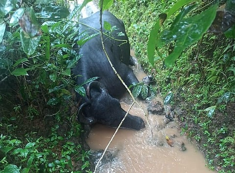 There were bullet marks on the carcass of the buffalo.