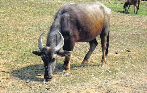 The average milk yield of Manda buffaloes is 2 to 2.5 litre at a time with more than 8 per cent fat.