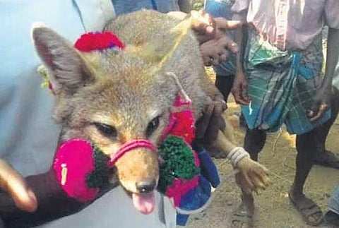 Fox captured for traditional ‘Vanganari’ celebration during Pongal.