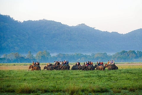 Kaziranga National Park. (Photo | SS Ilakkiya, Express)